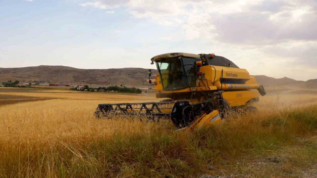 Buğday'da 800 bin ton ürün bekleniyor