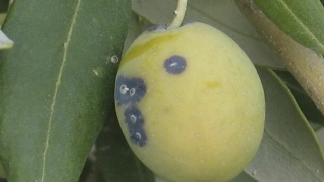 Zeytin'de ‘Kabuklu Biti’ uyarısı