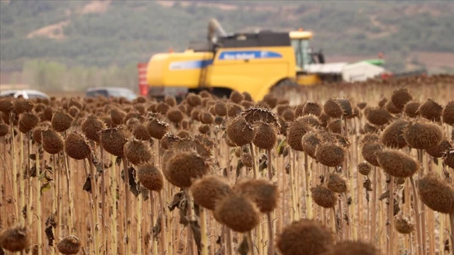 Anıza ekim yöntemi, üreticisini sevindirdi