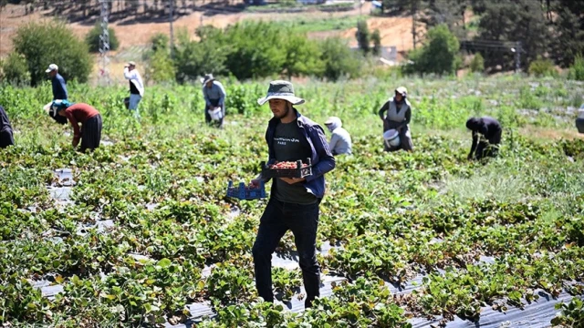 Kahramanmaraş çileği 50 ülkeye gidiyor