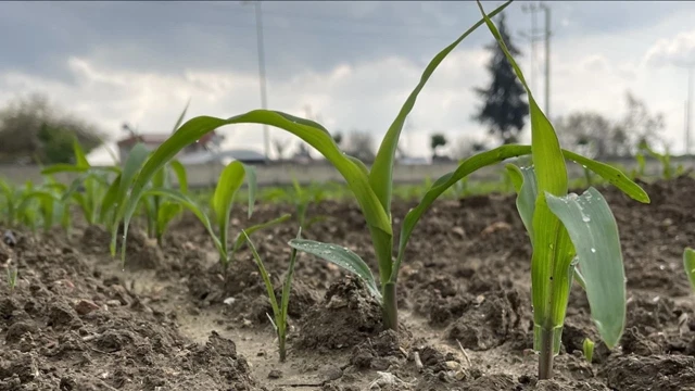 Uzmanlar Soya Ekilmesini Tavsiye Ediyor
