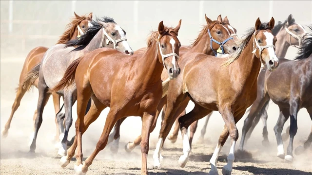 Safkan Arap taylarından 210 milyon lira gelir sağlandı