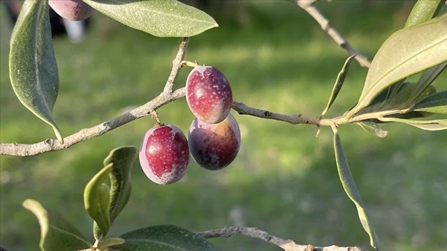 2 milyon ton zeytin rekoltesi bekleniyor