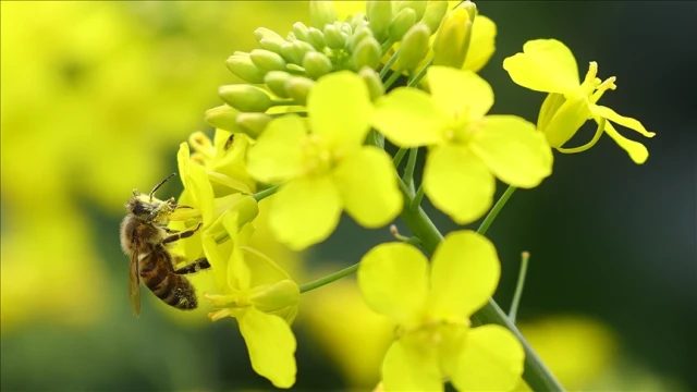 Biyoçeşitlilik ve habitatın korunması için projelere destek