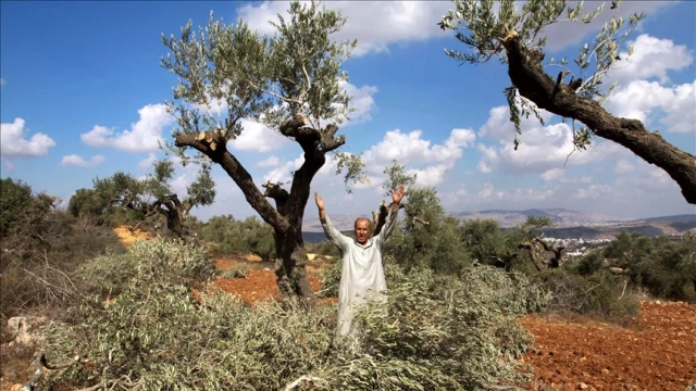 İsrail, Filistinlilerin zeytin hasadını engelliyor