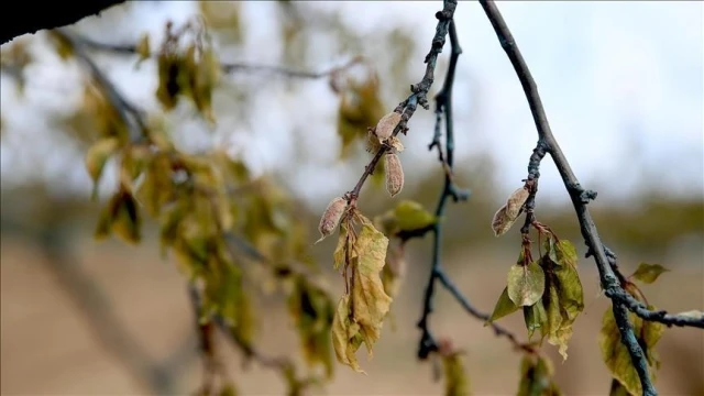 Zirai dondan etkilenen üreticilere destek ödemesi