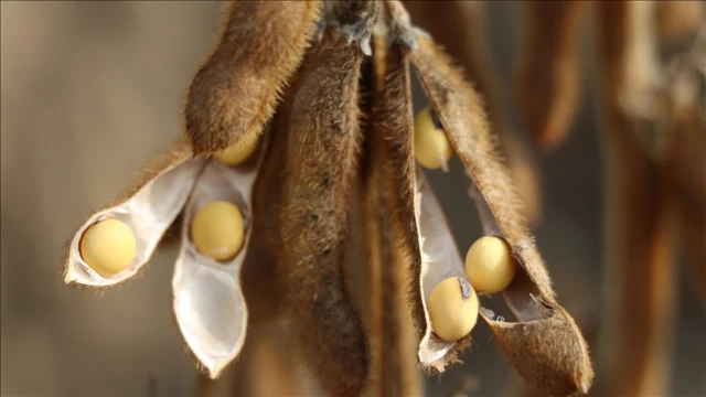 ABD ile Çin arasında soya fasulyesinin önemi