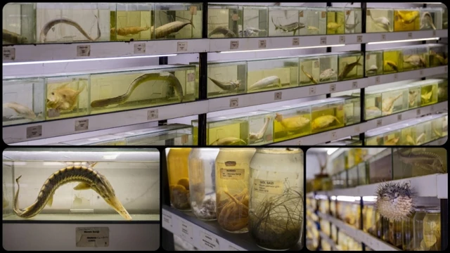 Balık türlerinde azalma alarm veriyor