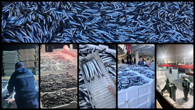 Hamsi bolluğu yüzleri güldürüyor