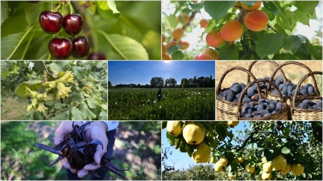 Tarımda 7 üründe dünya lideri oldu