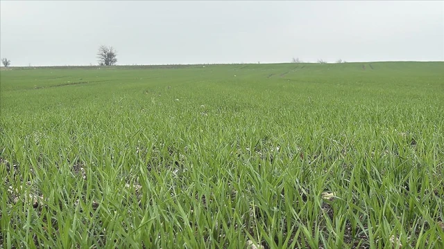 Trakya'da çiftçilerin buğday ekim mesaisi sürüyor