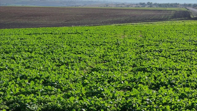 Yağışlar kanola üreticisini sevindirdi