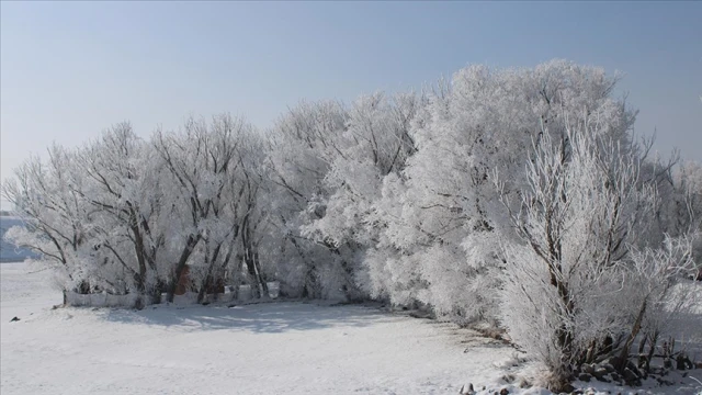 Ağrı'da soğuk havanın etkisiyle ağaçlar kırağı tuttu
