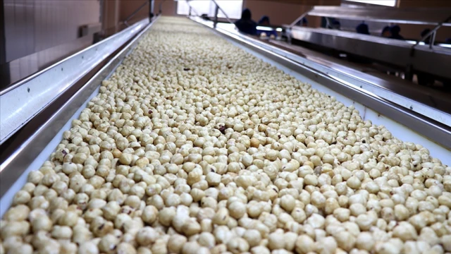 Fındık ihracatı 523 milyon doları aştı