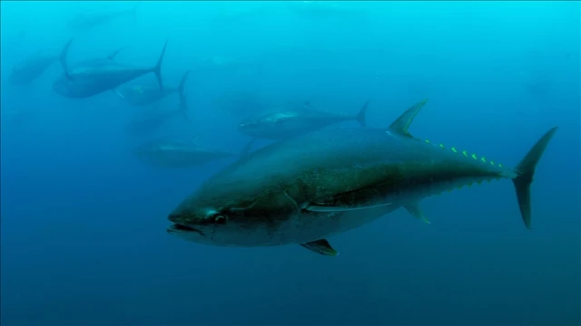 Orkinos kotası 3 bin 95 tona yükseldi