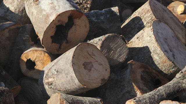 Ormanlar 7 gün 24 saat korunuyor