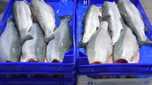 Türk somonu ihracatı 164 milyon doları aştı