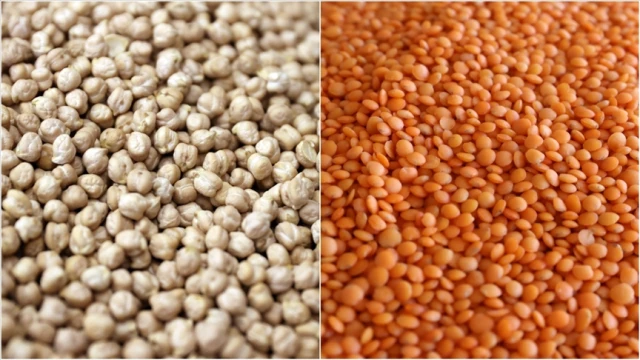 Türkiye, Nijerya'da nohut ve mercimek üretiminde başarıya ulaştı