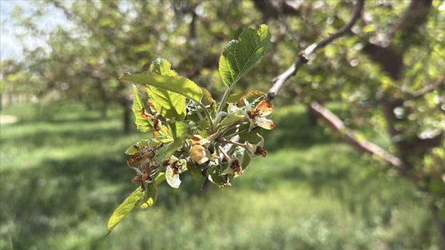Üreticilere 23 milyar liralık hasar tazminatı ödendi