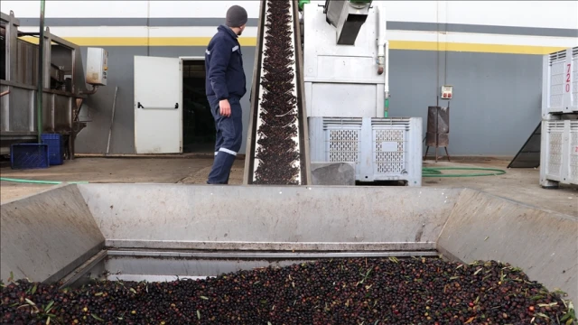 Zeytinyağı firmalarına kapı aralanıyor