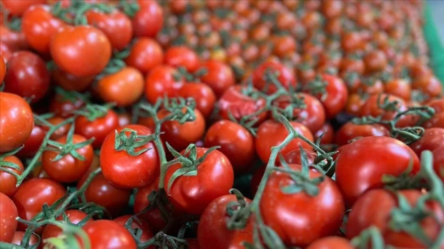 401 milyon dolarlık domates ihraç edildi