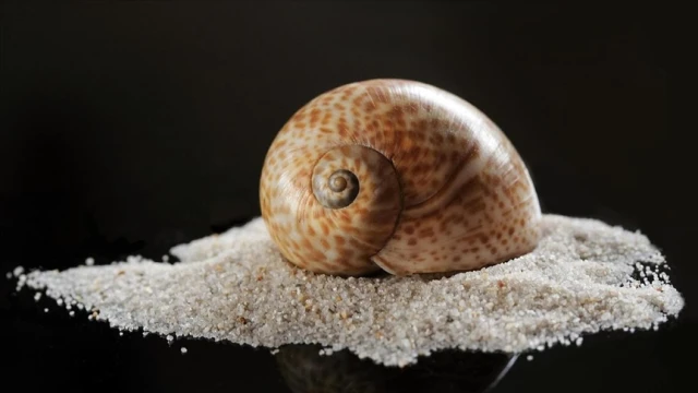 Deniz salyangozu ihracatı 20,9 milyon doları aştı