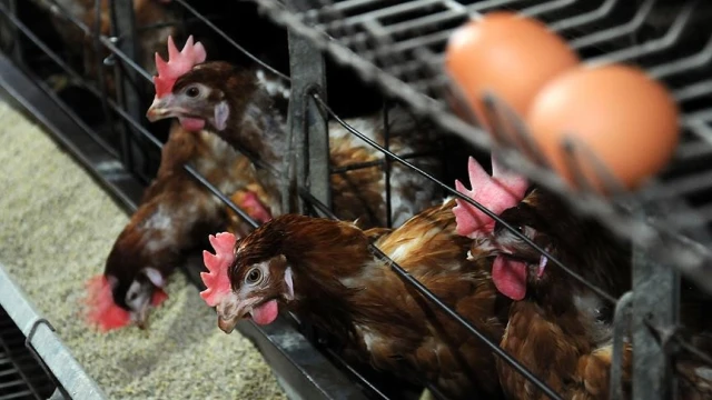 Kanatlı Yetiştiriciliğinde Yeni Dönem