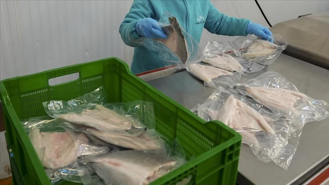 Su ürünleri ihracatı 4 milyar doları aştı