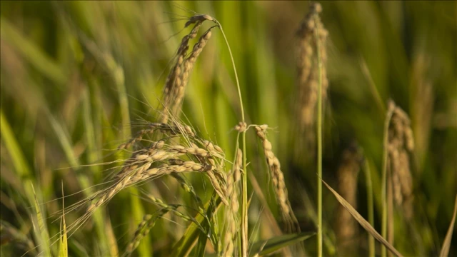 TMO, çeltik alım fiyatlarını açıkladı