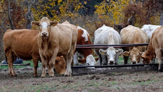 Yem sanayicileri fiyatları artırmama kararı aldı