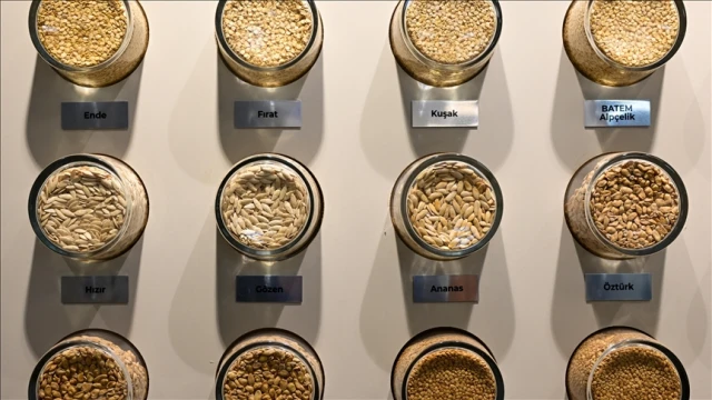 BATEM'in geliştirdiği sebze tohumları ihraç da ediliyor