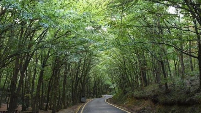 Bazı alanlar orman sınırları dışına çıkarıldı