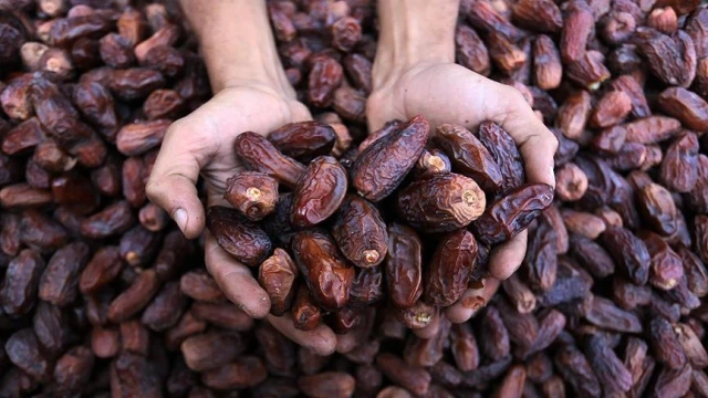 Hurmada 279 bin ton ithalat