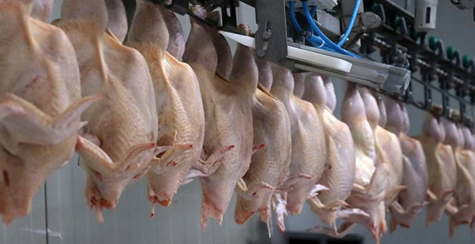 Kanatlı eti ihracatıyla ilgili açıklama