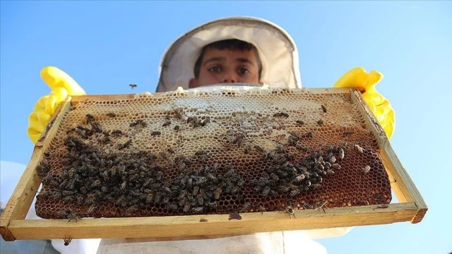 Koloni kayıplarının azaltılması bal üretimi için önem taşıyor