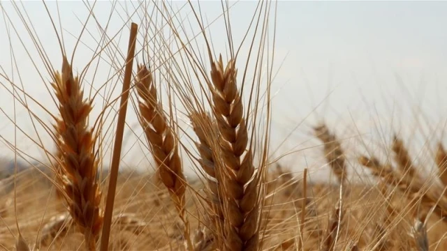TMO, TÜRİB üzerinden günlük satışa açtı
