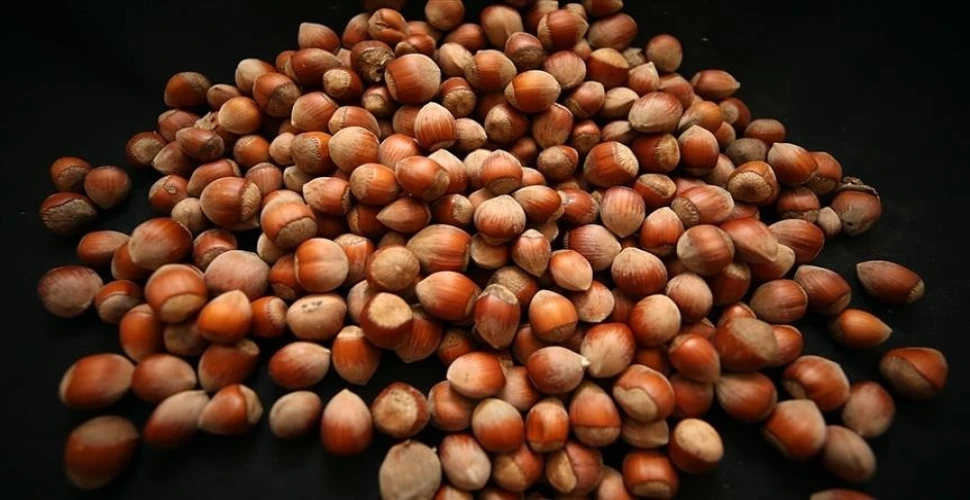 Fındık ihracatında 388 milyon doları aşkın gelir sağladık