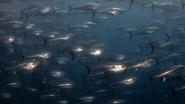 Orkinos avcılığında mevcut sistem devam edecek