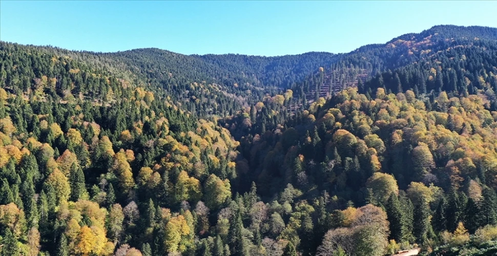 Ormanların bakımı için 2,3 milyar lira harcandı