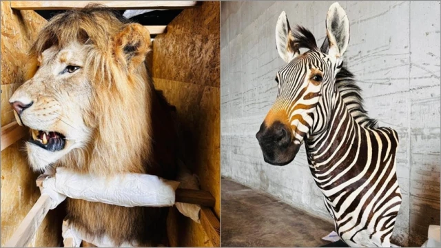 Yaban hayvanı trofeleri bulunan 19 kargoya el konuldu