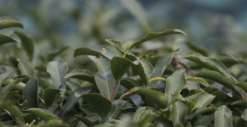 Türk çayı ihracatı 34,8 milyon doları aştı