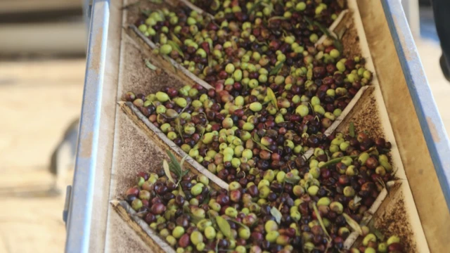 Türkiye, zeytinyağı üretiminde küresel pazarda yeni güç oluyor