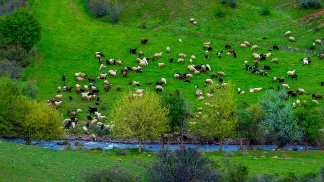 Artan yağışlarla yem maliyeti düştü