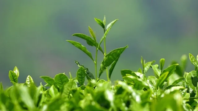 ÇAYKUR, çay alımlarına yarın başlayacak