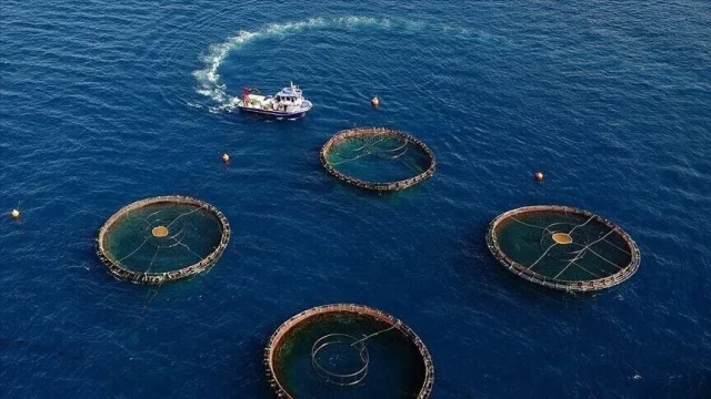 Karadeniz'in su ürünleri ihracatı 186 milyon doları aştı