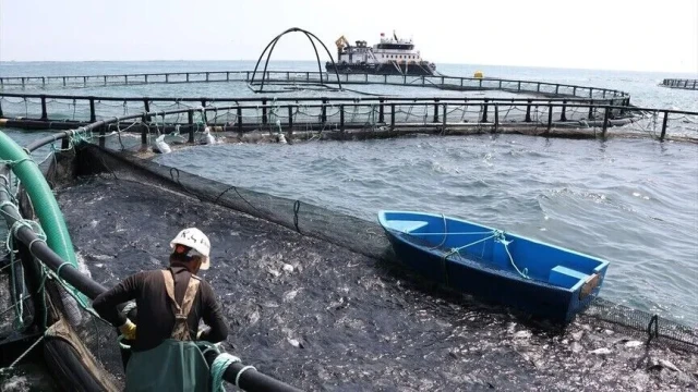 "Türk havyarı"ı dünya pazarında yerini sağlamlaştırıyor