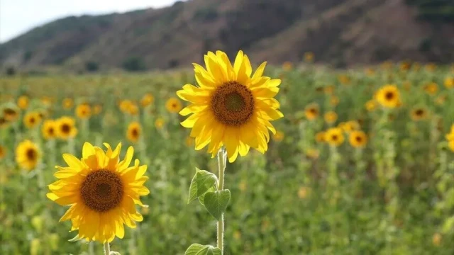 Erzincan'da ayçiçeği ekim alanı yüzde 50 arttı