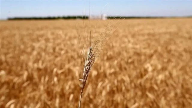 Tarım emtia piyasasında buğday rüzgarı esti