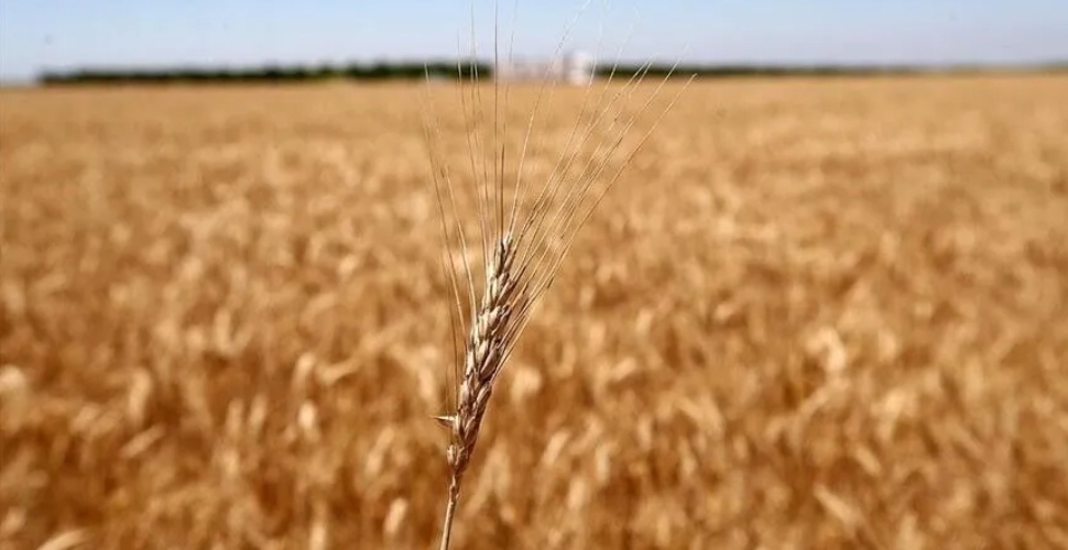 Tarım emtia piyasasında buğday rüzgarı esti