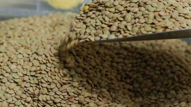 TMO 32 bin lira bedelle yeşil mercimek alacak